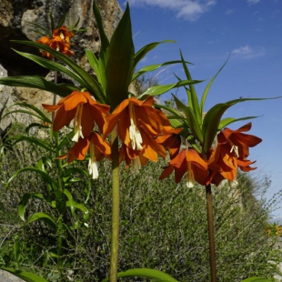 Fritillaria eduardii